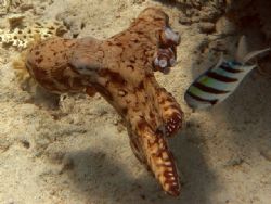 a small octopus in a hurry to get away by Matthew Spiro 